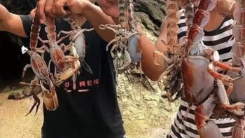 菲律宾泥龙虾泛滥，长着蝎子的身体，却被当地人疯狂追捧