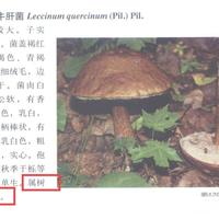 云南的菌子那么好,为什么不人工培育?