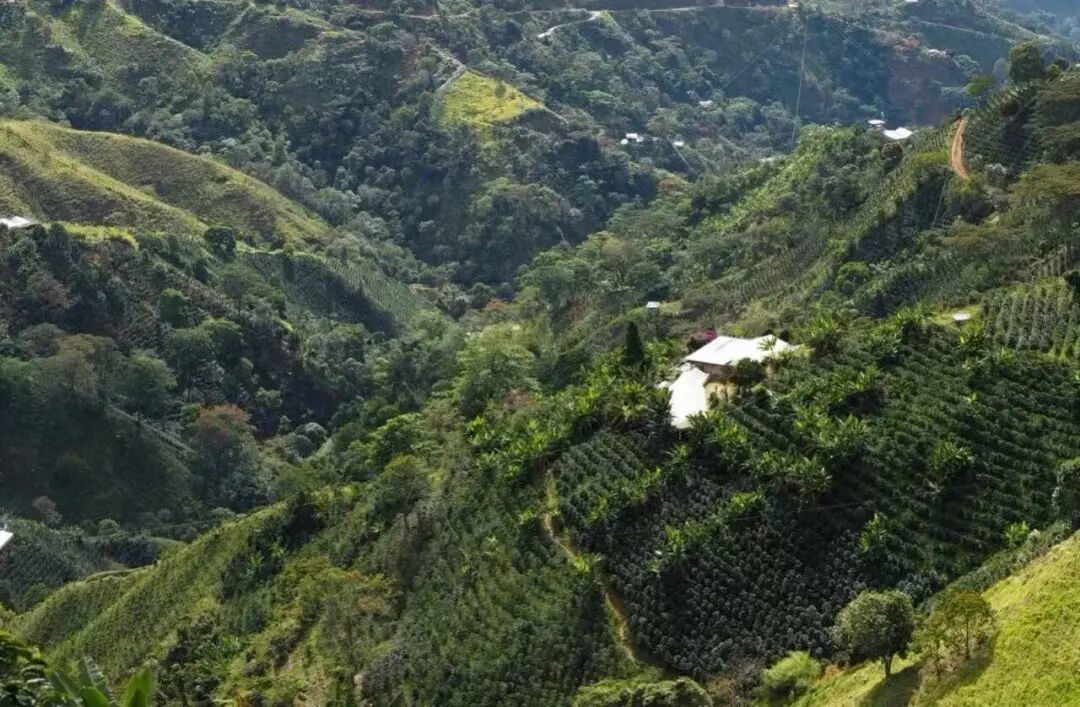除了红波旁、黄波旁，怎么还有个粉红波旁？