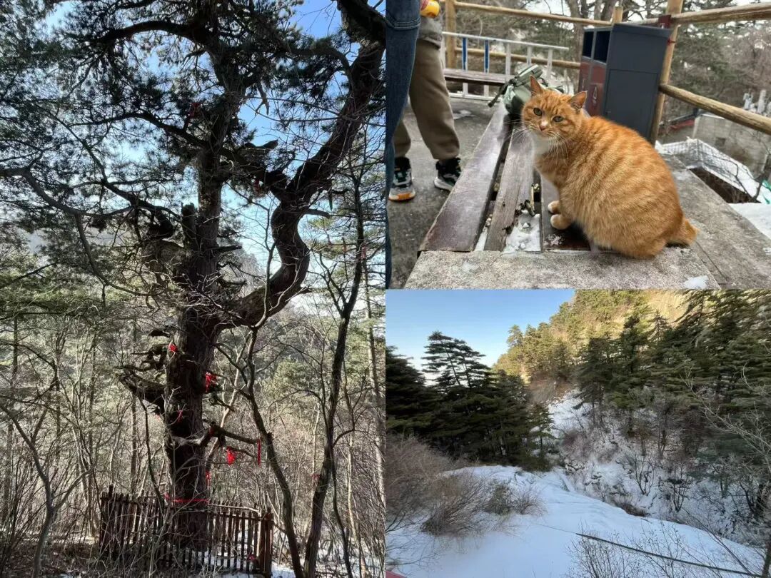 5小时走完西、南、东峰,带娃登顶华山“攻略”