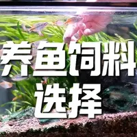 养鱼饲料怎么选？ #养鱼 #养鱼日记 #新手养鱼 #新手养鱼入门基础教程 #新手养鱼避坑