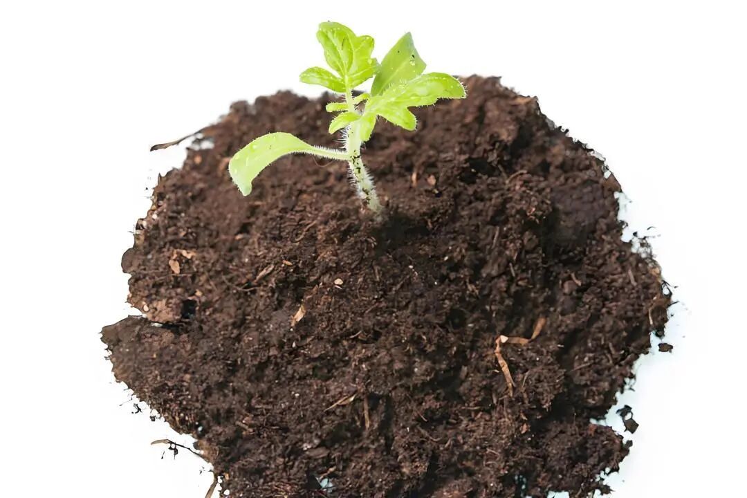 营养土“秘籍”大公开:让你家的植物告别“营养不良”!
