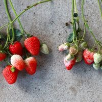 盐碱滩上草莓红 盐碱田里稻花香——花生蛋白肽肥引发盐碱地农业绿色革命