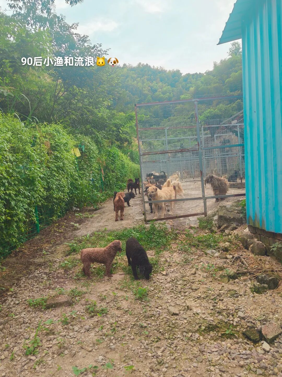 90后女孩深山守护200只流浪毛孩,最难过的是看到那些无辜眼神中的期待却无力满足的心酸