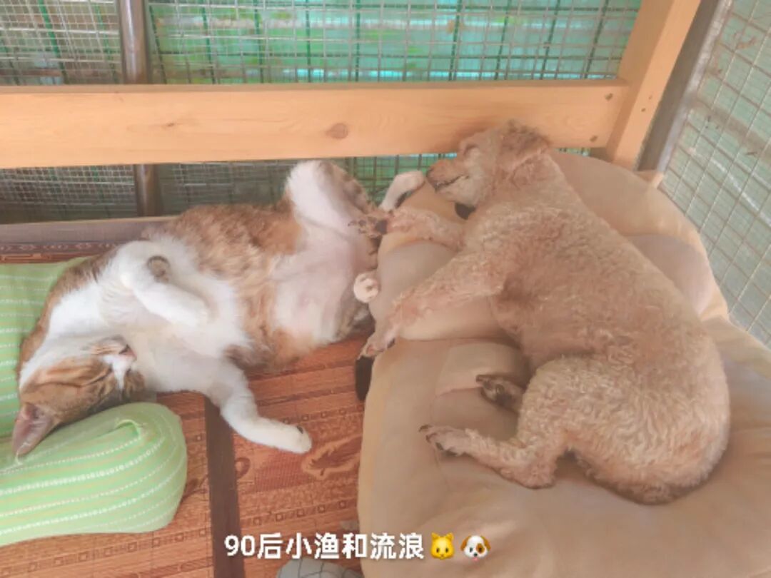 90后女孩深山守护200只流浪毛孩,最难过的是看到那些无辜眼神中的期待却无力满足的心酸