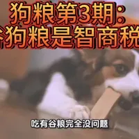 第3期：无谷狗粮是智商税吗？ 第3期：无谷狗粮是智商税吗？看完这篇再决定，别花冤枉钱#宠物 #狗粮 #猫砂 #宠物店