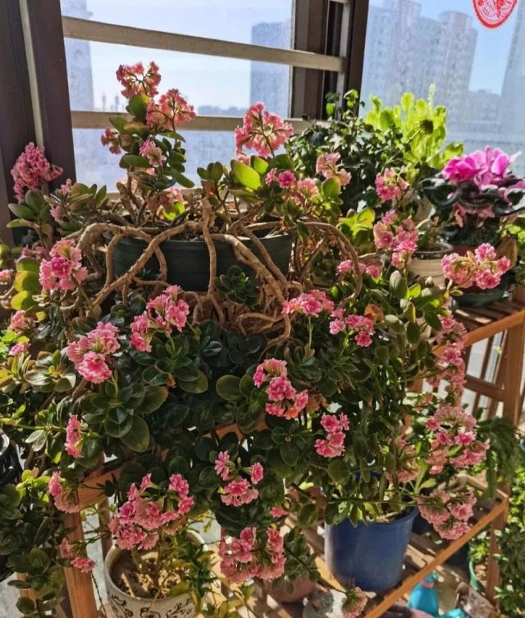 长寿花最爱这“3种水”5天喂一杯,根肥叶绿,开花“一波接一波”