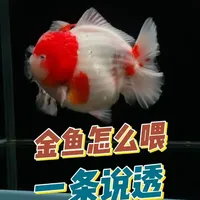 金鱼到底该怎么喂 这条视频一条说透 #观赏鱼 #神奇动物在抖音 #养鱼日记 #萌宠推荐官 #养鱼养心