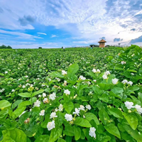 别被9.9元“浓香”迷惑！四步在家揪出茉莉花茶里的香精陷阱