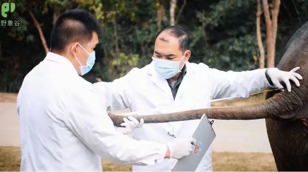 【西双版纳野象谷半日游】带娃参加大象义工：洗澡喂食医生+雨林牧象互动体验，收获志愿者义工证书，沉浸式VIP私家小团体验
