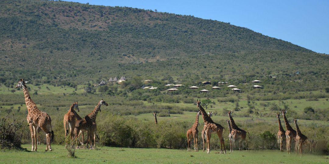Wild Luxury丨来做“探索频道的现场观众”,非洲大地上的Ol Lentille Kenya+Bushtops