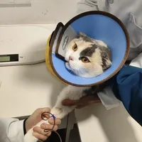 折耳猫发病养护经验分享（建议码住
