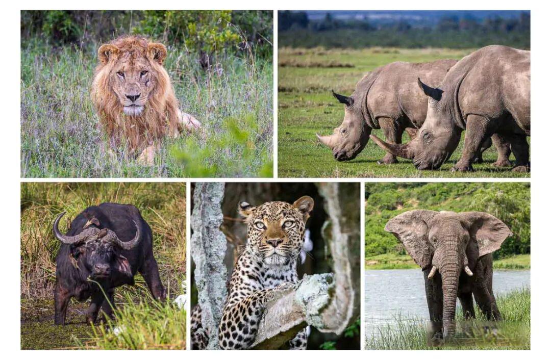 【霞客行春节招募】前往非洲之巅 | 乞力马扎罗徒步&Safari/2.13-2.22