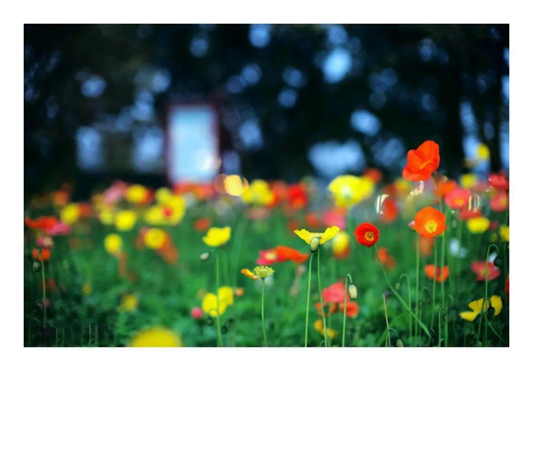 徕卡M240P+Noctilux-M 50mm f/0.95:光的炼金术