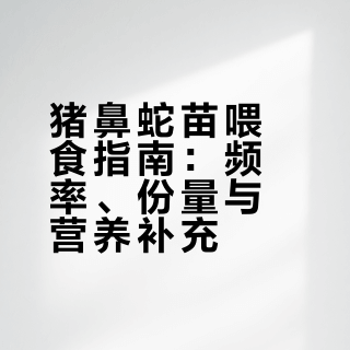 说一下猪鼻苗子喂食频率和喂食大小的问题