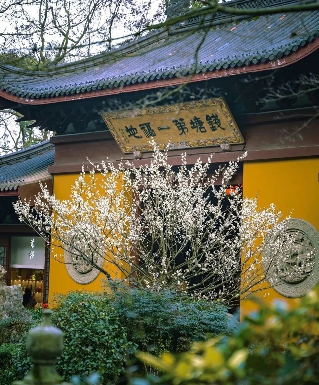 杭州8个绝美赏梅地别错过