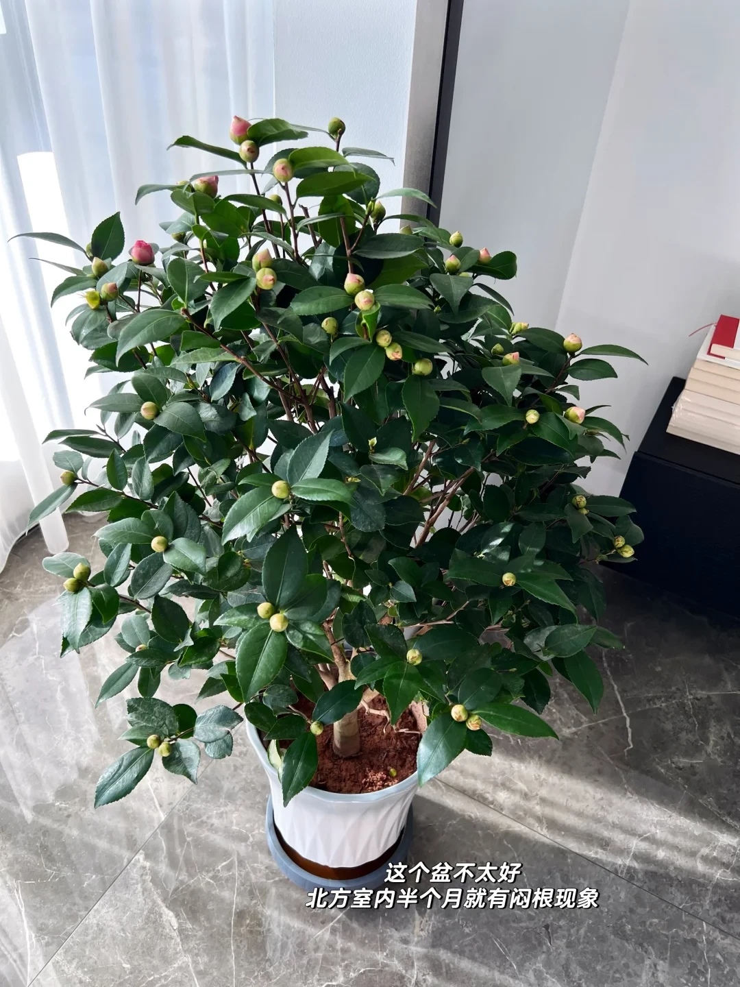 茶花养护全攻略,告别新手期常见难题