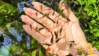 广东一太太，因“阳台太完美”走红，养花鸟鱼，网友：好治愈了！