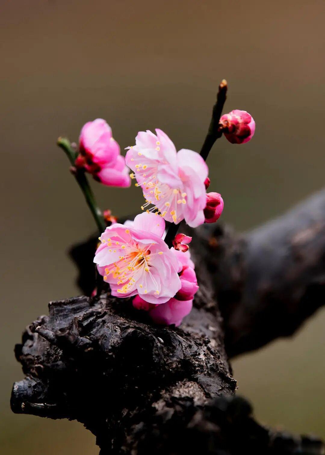 如何逆光拍摄梅花?