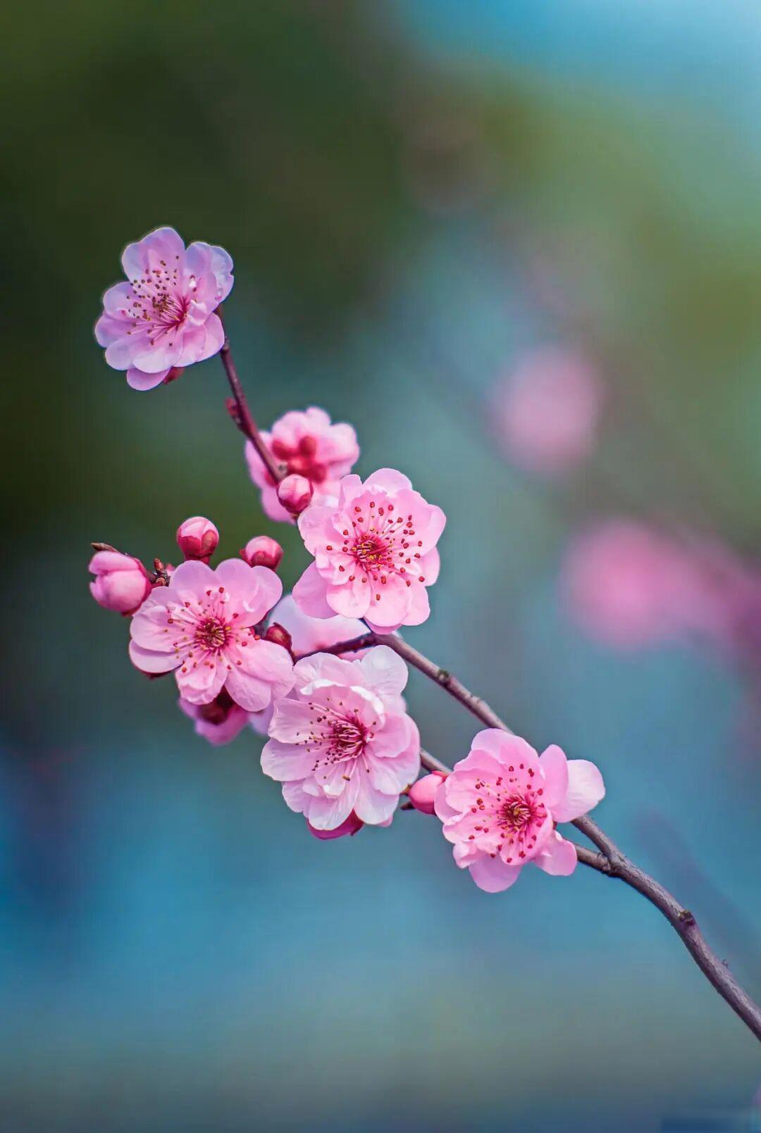 如何逆光拍摄梅花?