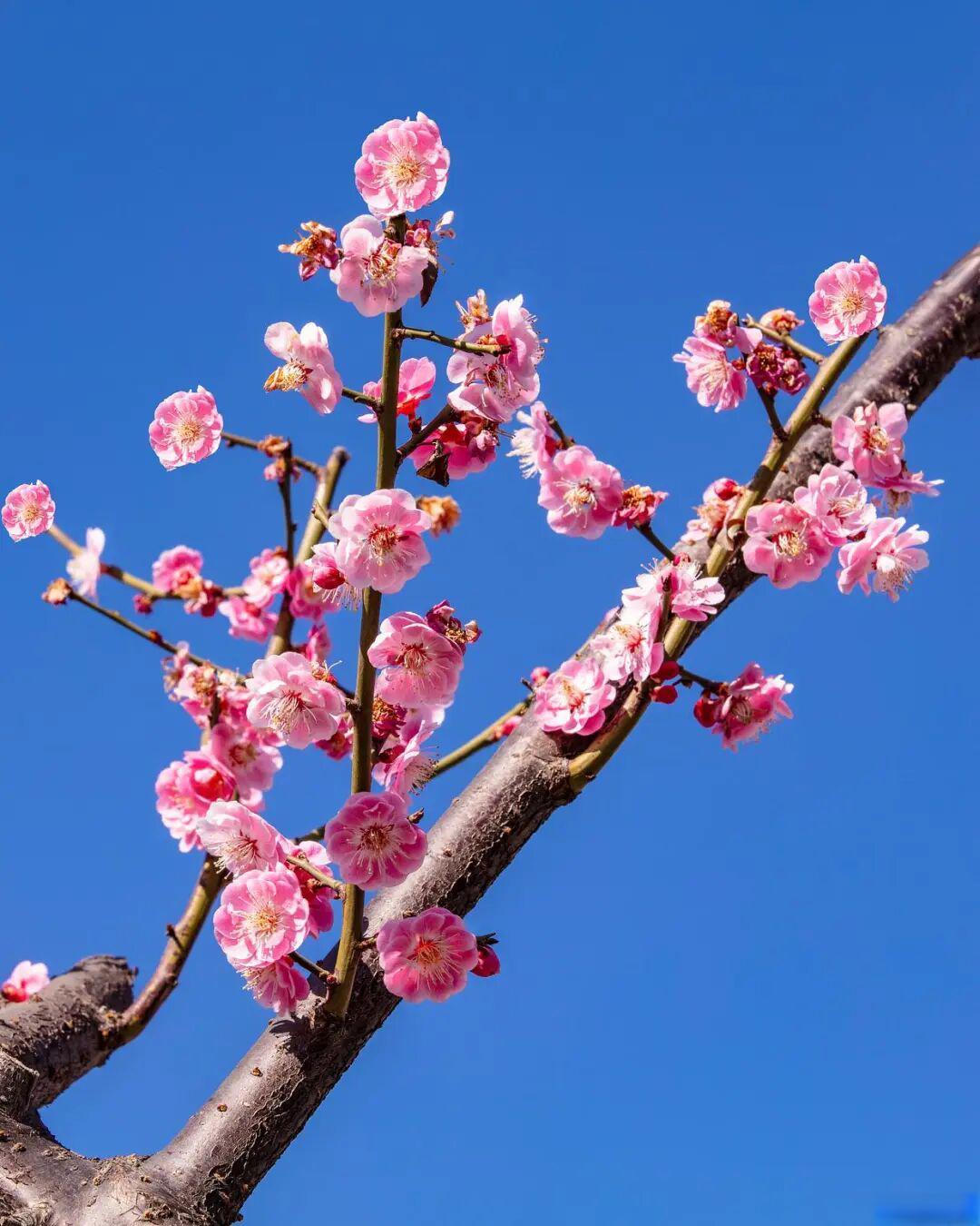 如何逆光拍摄梅花?
