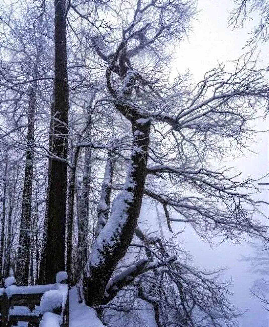 元旦去哪玩?临安6条绝美冰雪游线地图发布,景美宿暖!