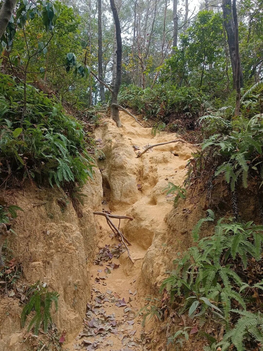 揭秘广州这座“宝藏入门山”:对新手、亲子友好,山顶看全景,山脚可露营,真的太惬意啦!