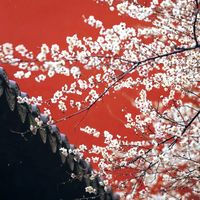 杭州赏梅清单|10个宝藏地+门票 1月中下旬到2月上旬是最佳赏花期