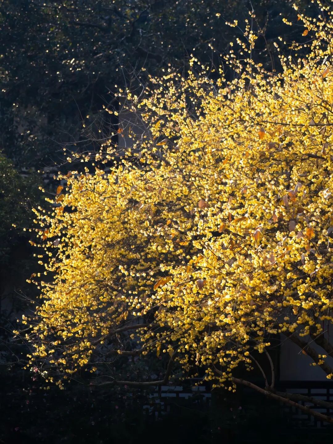 杭州赏梅清单|10个宝藏地+门票 1月中下旬到2月上旬是最佳赏花期