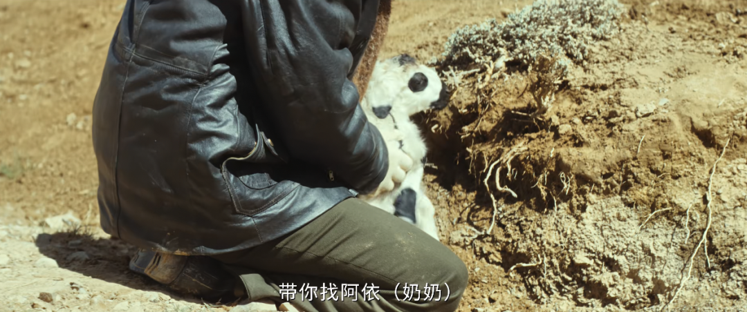 正午阳光自砸招牌,《生命树》从杨紫第一场戏,就开始糊弄观众