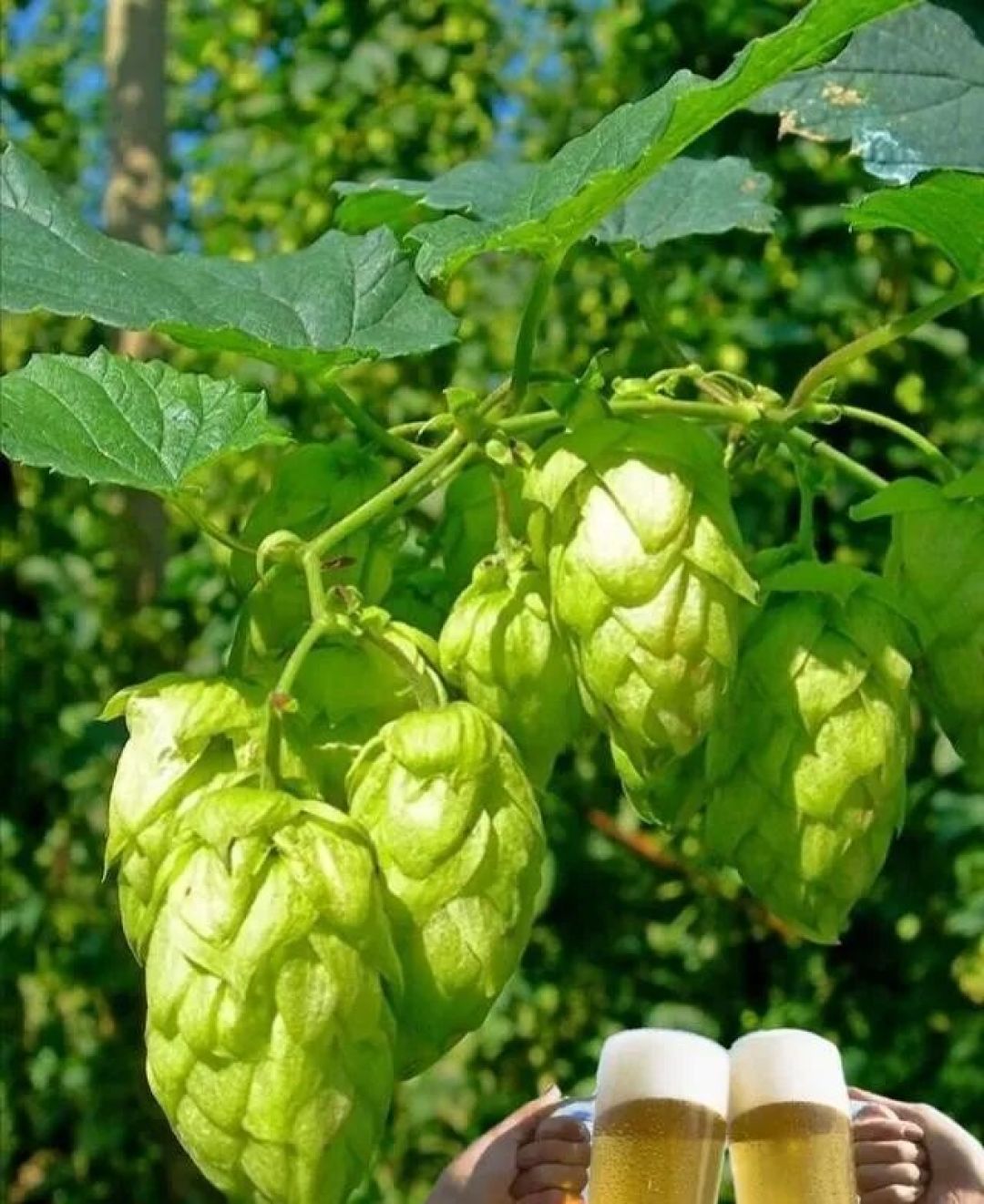 夏天喝啤酒，不管啥牌子，这3种啤酒劝你要少喝，都不是好啤酒