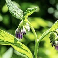 万千婴幼儿使用的紫草膏，其实含争议成分？