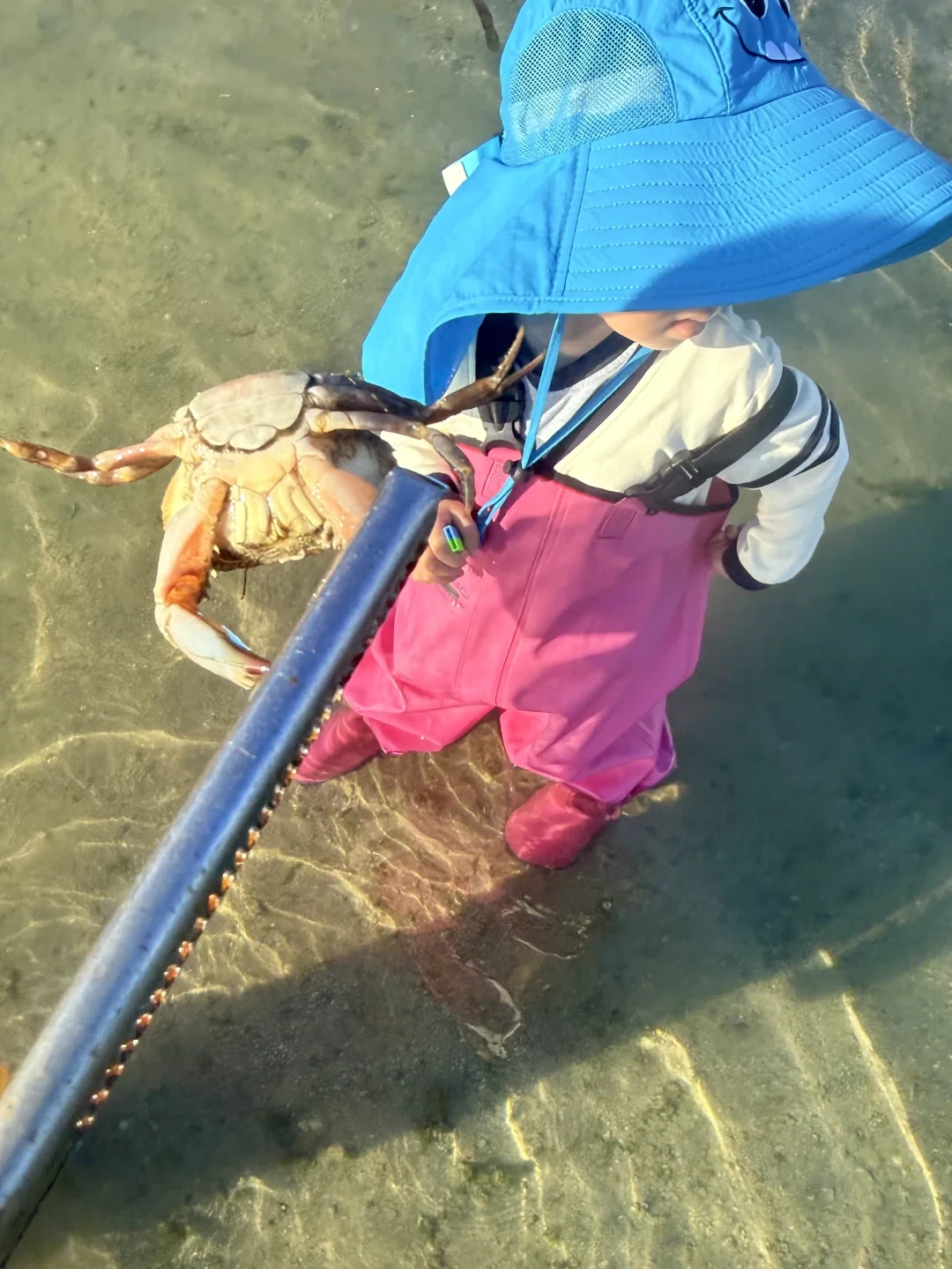 陵水带娃赶海(附详细🔎河豚海星攻略)