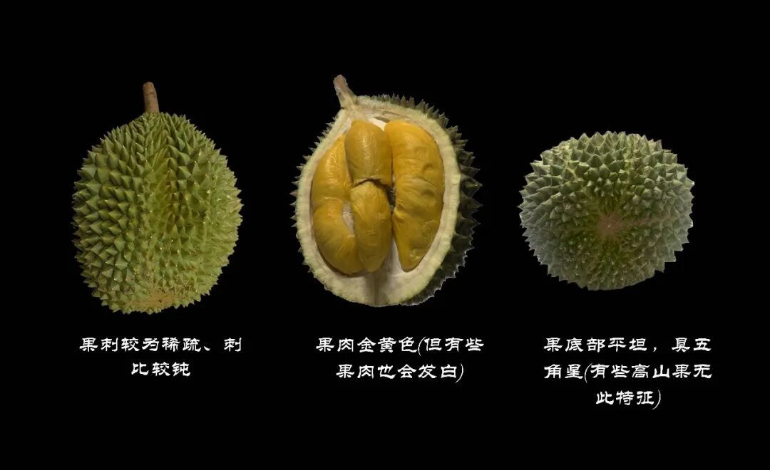 两极分化最为严重的水果——“榴梿”