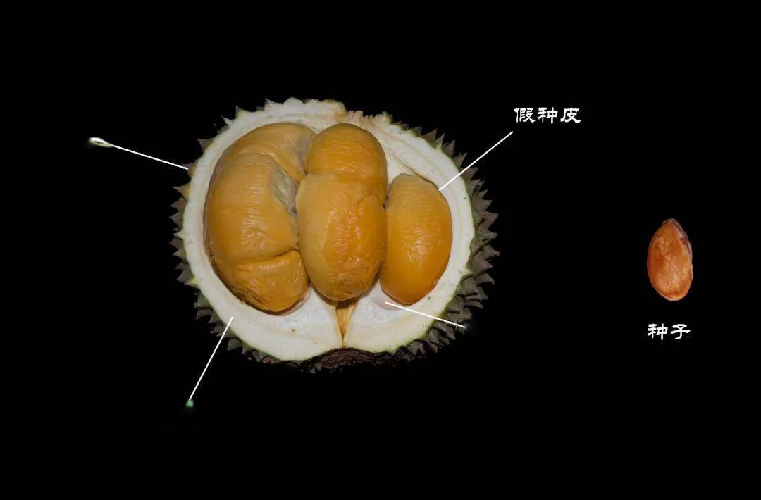 两极分化最为严重的水果——“榴梿”