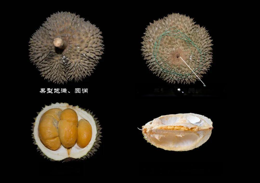 两极分化最为严重的水果——“榴梿”