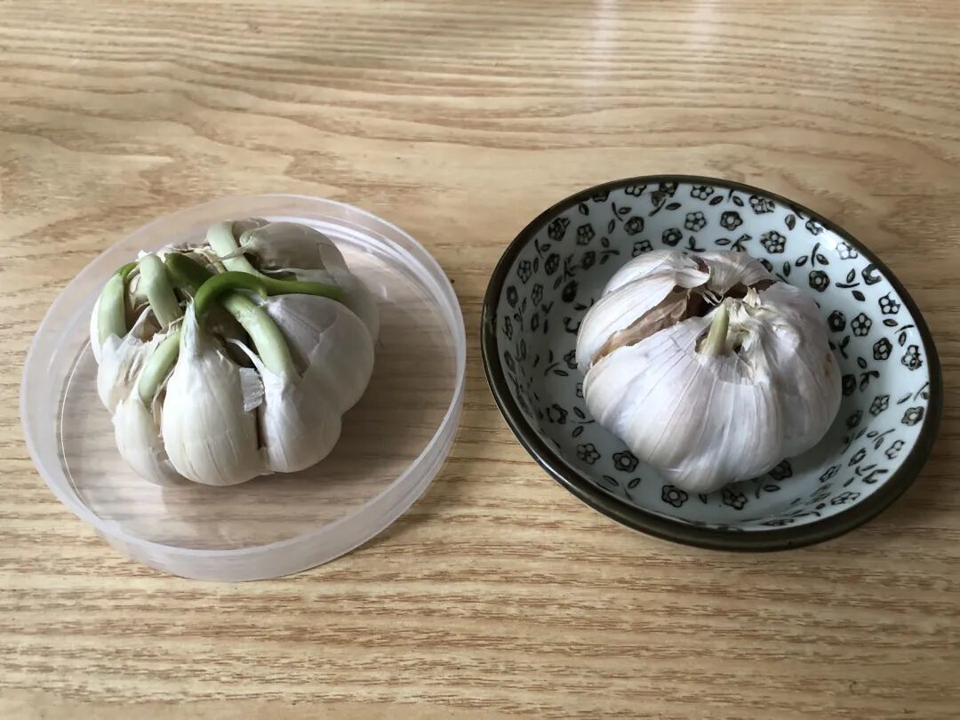 家里缺盆绿植?你也可以0成本打造属于自己的绿色空间
