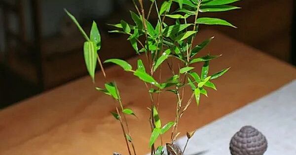 红竹养得旺，全靠这三招！中老年花友必看的实用养护经_鲜花绿植_什么值得买