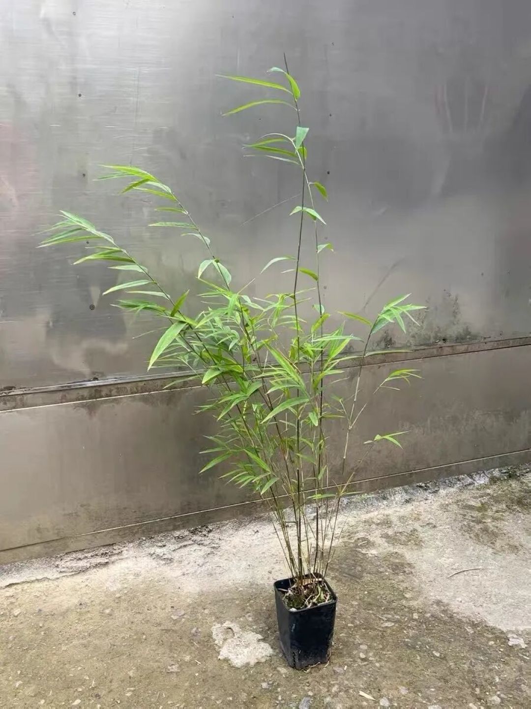 红竹养得旺,全靠这三招!中老年花友必看的实用养护经