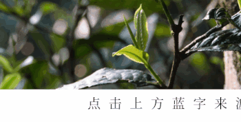 记住普洱茶的“最佳品饮期”，茶叶好喝又香醇！