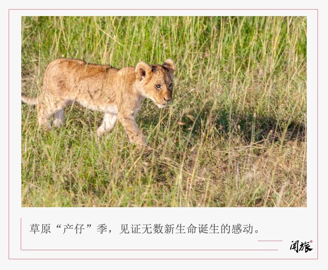 春节9天假直奔肯尼亚?这届游客开始“错峰”看动物