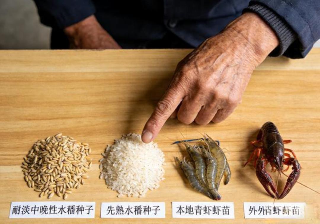 稻田套种别瞎选!套对这个稳赚双份钱,老稻农都在学