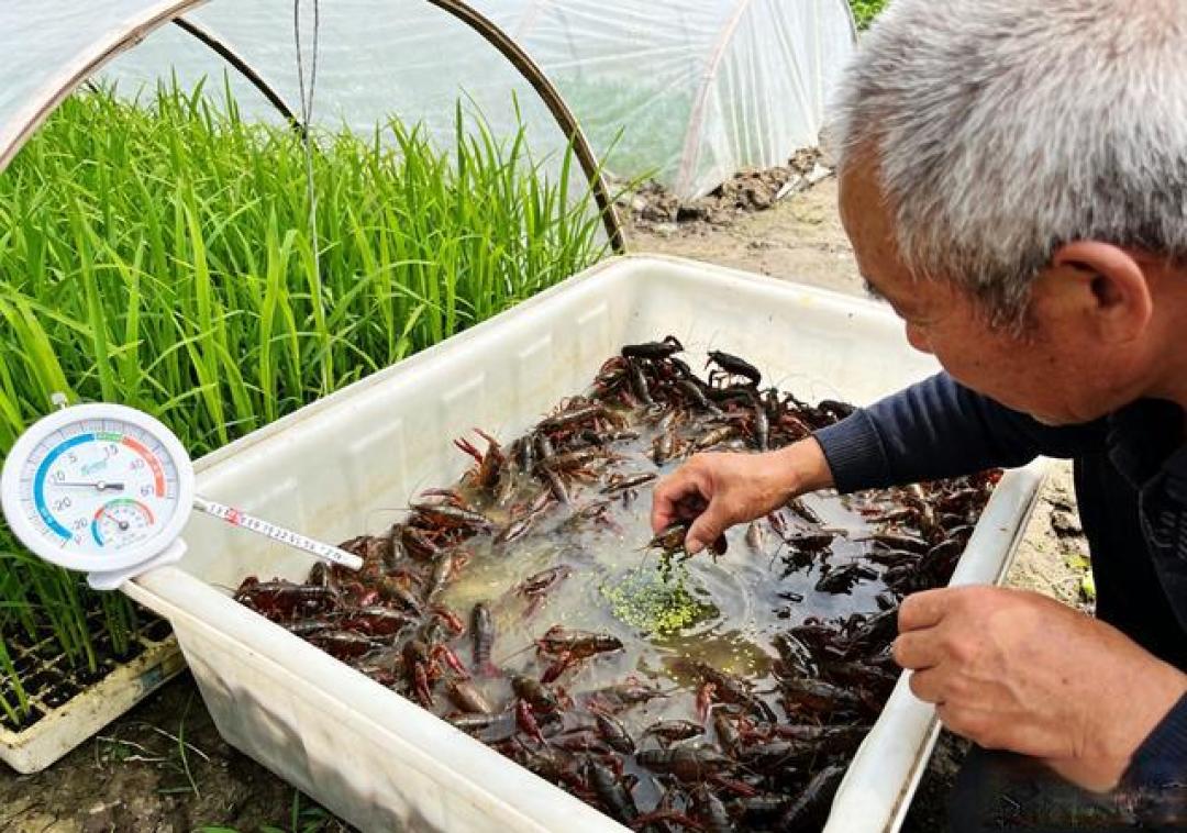 稻田套种别瞎选!套对这个稳赚双份钱,老稻农都在学