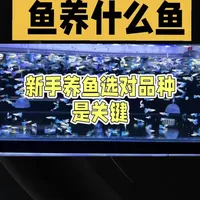 新手养鱼养什么鱼#迷你鹦鹉鱼#孔雀#天使鱼#斑马鱼#斗鱼