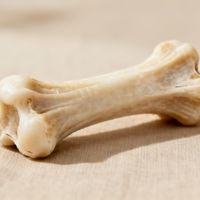 牛膝盖骨磨牙棒，别被“天然”骗了：小犬崩牙、老犬伤胃，这3类狗根本不能碰