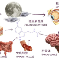 倒时差有效,焦虑失眠无效:褪黑素只对这3类人真正管用