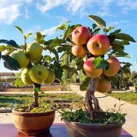 盆栽苹果真假大揭秘：3招教你火眼金睛辨真伪！