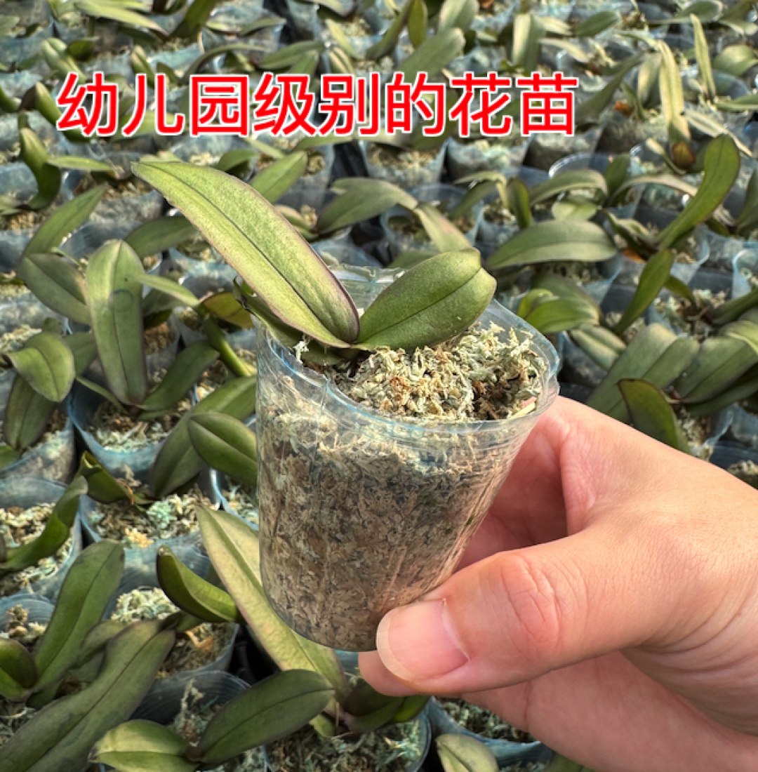 年宵花来啦！大辣椒、藏宝图、大阳、金财主、绿精灵、金公主，杭州今天的喜气洋洋，这里承包啦