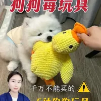 千万不要给狗买的5款毒玩具#养狗经验分享 #狗狗冷知识 #狗狗的日常 #科学养狗 #狗狗的心思都写在脸上了