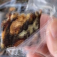 春节送礼，应该送长辈什么？这几样绝对不会踩雷！见了都夸好